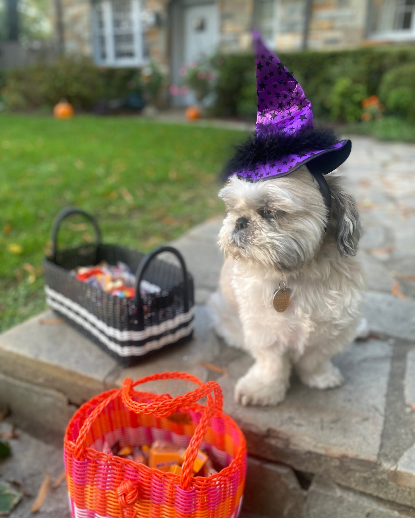 Dog wearing a purple witch hat next to Lilley Line baskets filled with Halloween candy for Trick or Treaters