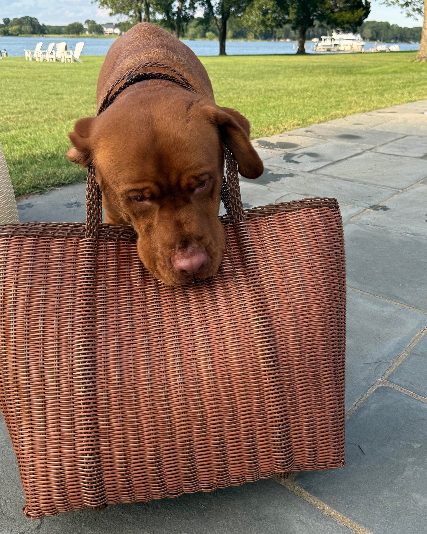 Medium | Maggie's Picnic